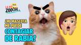 ¿Cómo sé si mi mascota está contagiada de rabia?