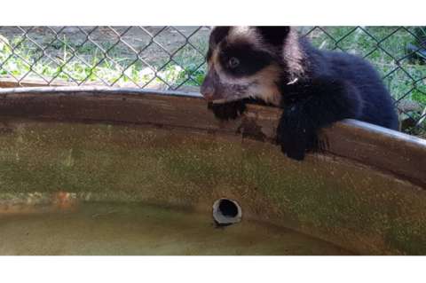 Piden liberación inmediata de "Remedios", una osita de anteojos