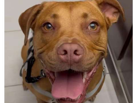 Chloe fue abandonada y su nueva familia le envía mensaje a sus antiguos dueños
