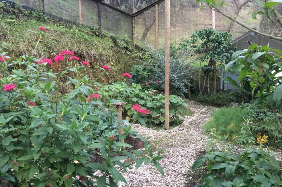 Así se veía el mariposario por dentro.CortesíaCon este panorama, el proyecto del mariposario quedó en el aire. Según Villada, “estamos mirando alternativas para ver cómo vamos a seguir funcionando. Vamos a seguir estudiando el mayor laboratorio que tenemos: los bosques y los rastrojos. Porque el conocimiento no nos lo quita nadie”. (Le puede interesar: Los animales urbanos)