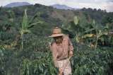 De la bonanza a la crisis, un siglo de economía cafetera