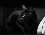 Nombres para gatos negros: algunas opciones para que le pongas a tu felino