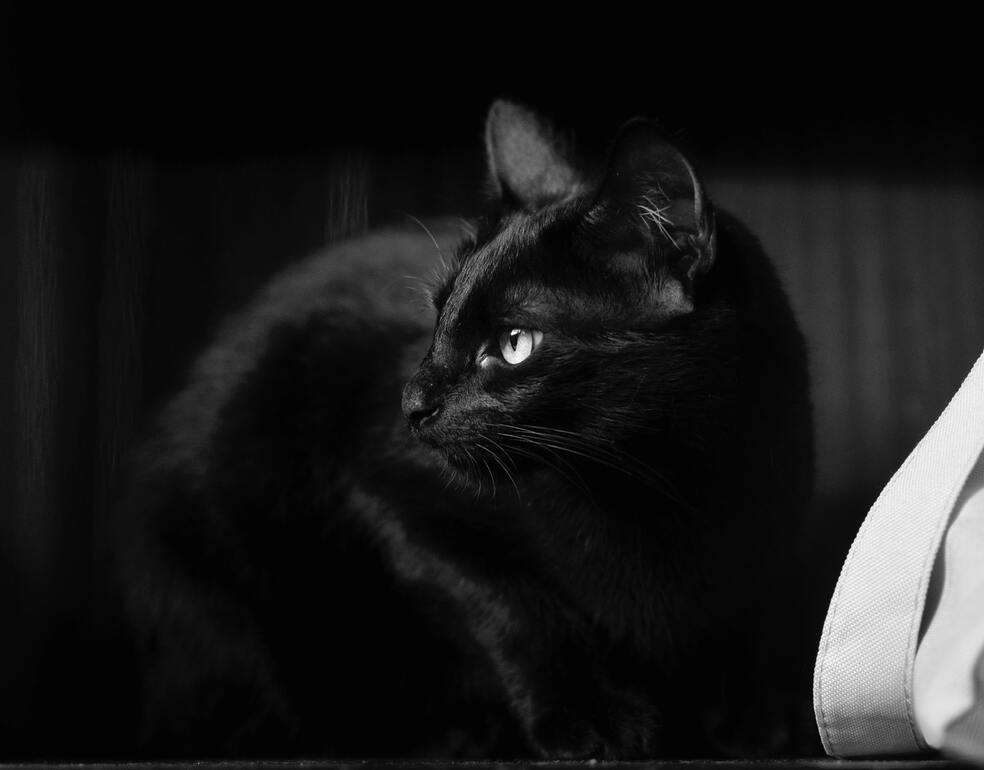 Gato, gatos negros, mascotas