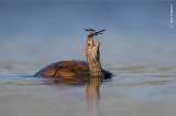 Estas son las fotografías ganadoras del concurso Wildlife Photographer of the Year