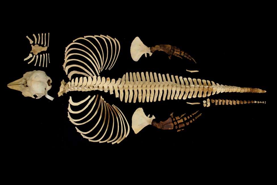 Este es el esqueleto completo de la vaquita marina, que fue recolectado en 1966.