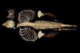Científicos conservan digitalmente el esqueleto del mamífero marino más raro del mundo