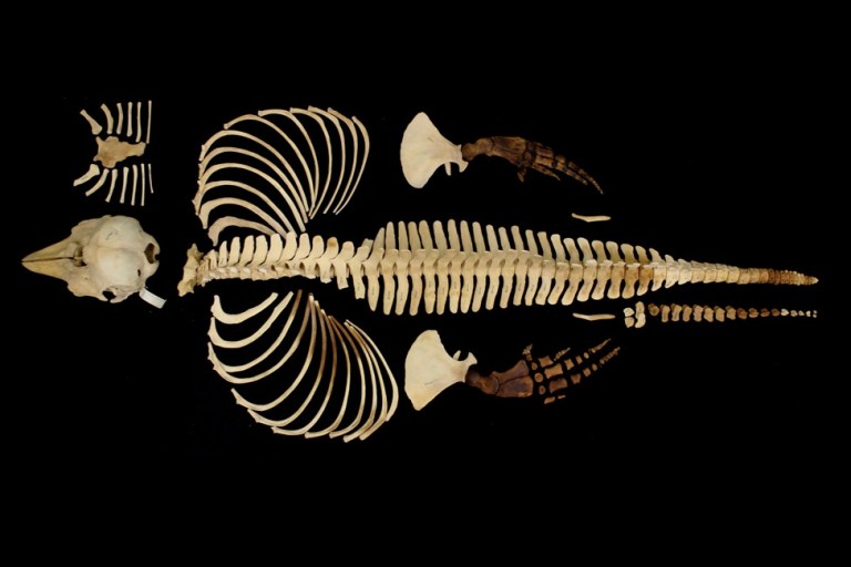 Científicos conservan digitalmente el esqueleto del mamífero marino más raro del mundo