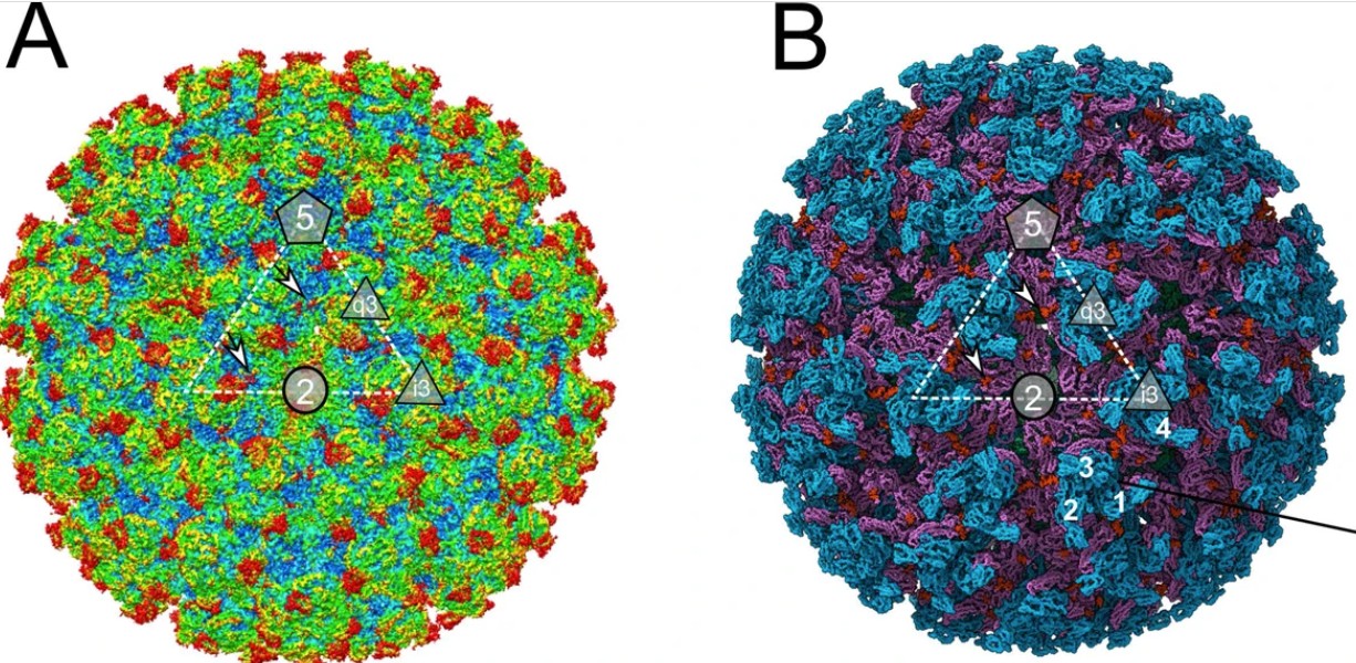 Imagen de la estructura del virus.