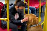 ¿Puedo llevar a mi perro o gato en TransMilenio?