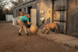 En fotos: El nuevo santuario en Sudáfrica para bebés rinocerontes huérfanos