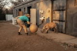 En fotos: El nuevo santuario en Sudáfrica para bebés rinocerontes huérfanos