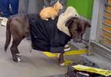 Denuncian maltrato de gato y perro en Transmilenio: los usarían para pedir dinero