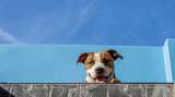 ¿Qué tiene de especial un pitbull? Curiosidades y datos que no sabía de este perro