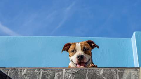 ¿Qué tiene de especial un pitbull? Curiosidades y datos que no sabía de este perro
