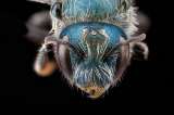 En fotos: ¿El apocalipsis de las abejas?