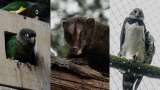 Especies en vía de extinción son rehabilitadas en el Bioparque La Reserva