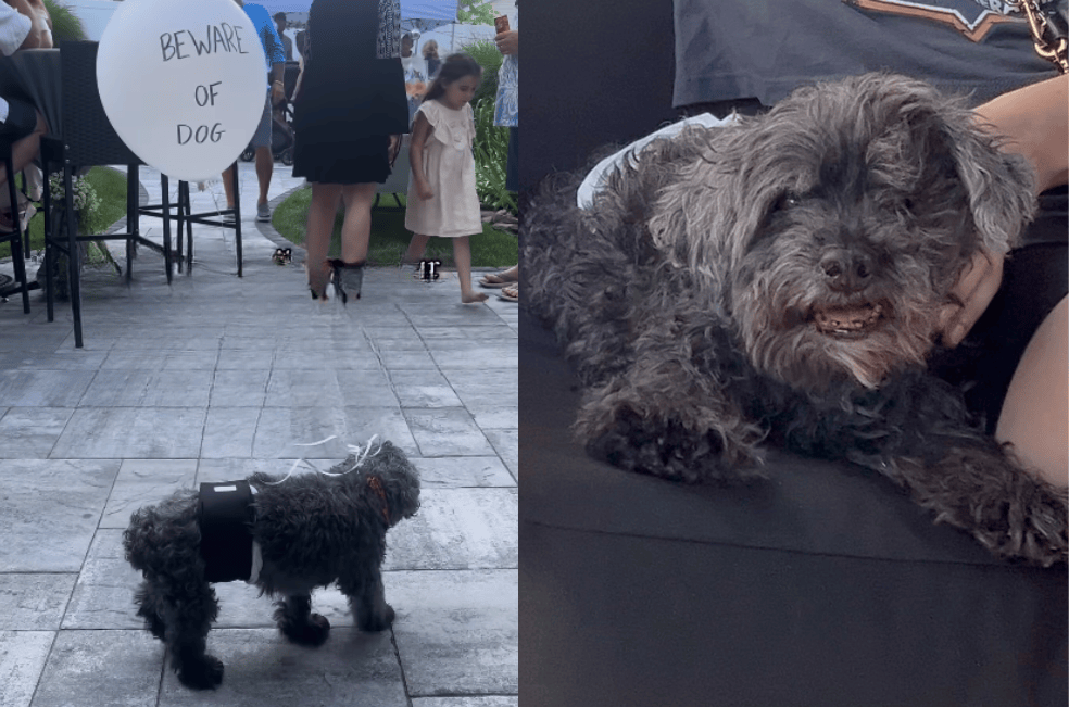 ¿Por qué le amarraron un globo a este perrito de 16 años?