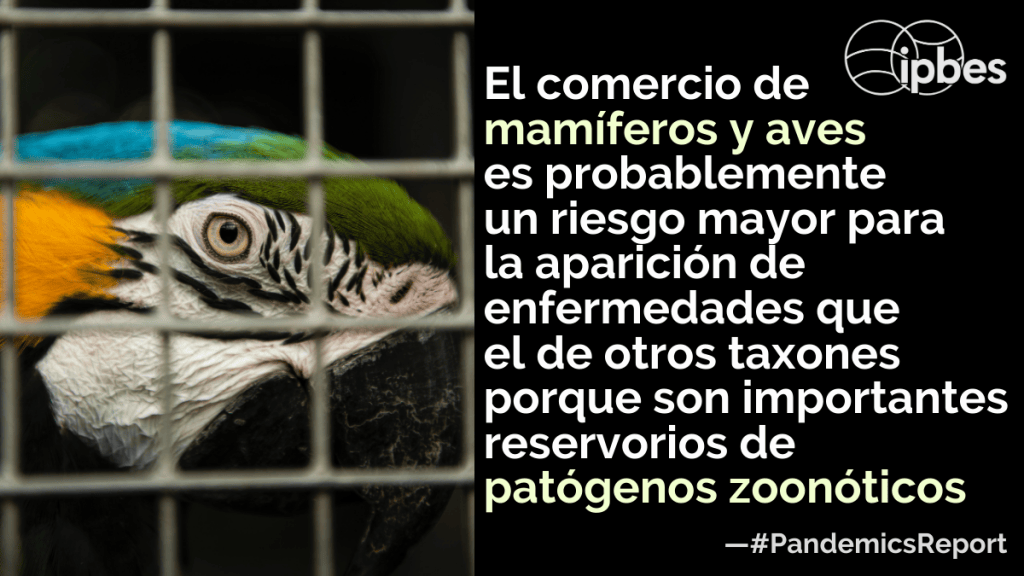 IBPES