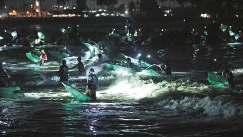 De una isla del Caribe al plato de sushi: el millonario negocio de pescar anguilas