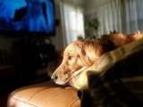 ¿Los perros pueden ver televisión? Así funciona su visión