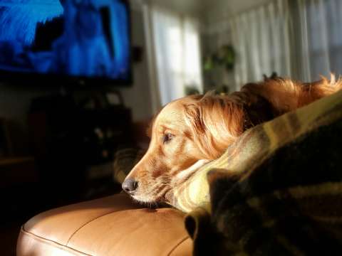 ¿Los perros pueden ver televisión? Así funciona su visión