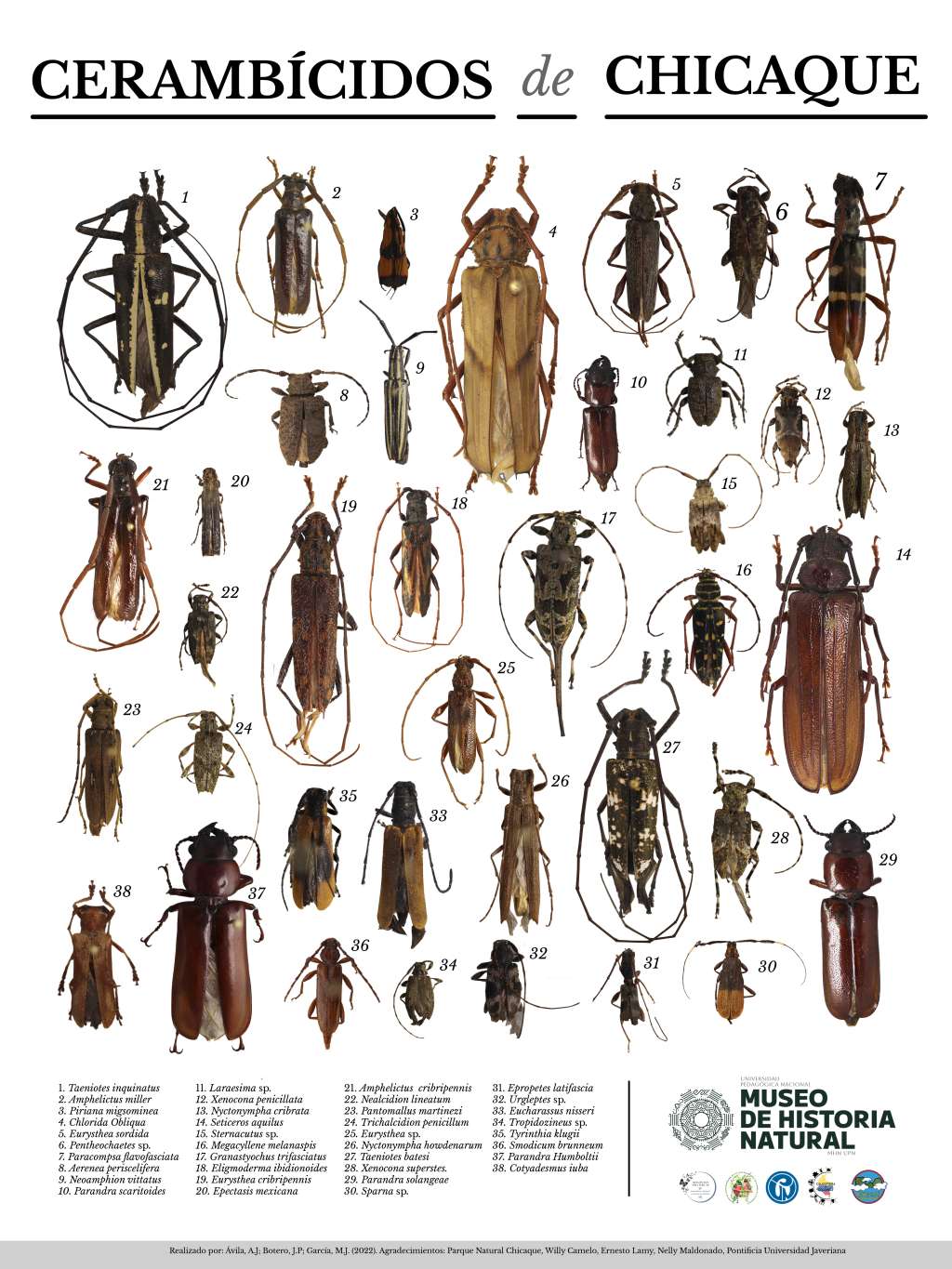 En este póster se encuentran las 38 especies de escarabajos de antenas largas identificadas en el Parque Natural Chicaque.