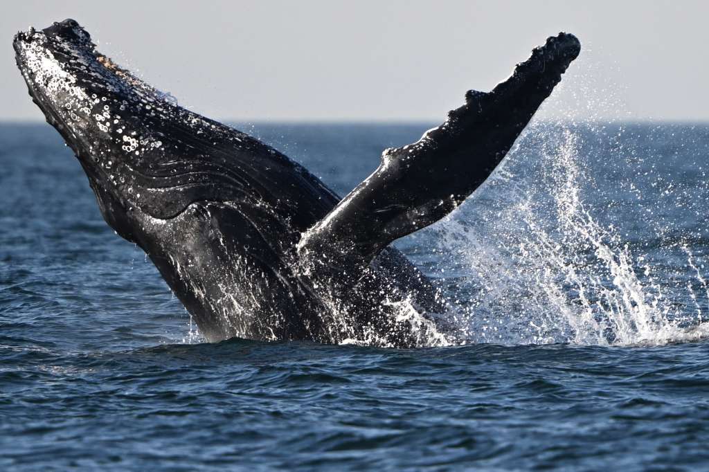 A humpback whale (Megaptera novaeangliae) jumps at the coast of Niteroi, Rio de Janeiro state, Brazil on June 20, 2024. (Photo by MAURO PIMENTEL / AFP)