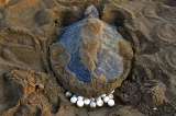 Tortugas marinas empezaron a desembarcar en India