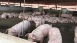 Suspenden porcícola en Guaduas tras detectar cambios en el color de una fuente hídrica