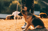 ¿Quiere trabajar con su perro para la realeza?: el rey Carlos III abre una vacante