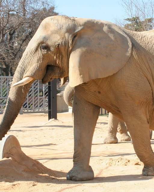 Murió Susi, la reconocida elefanta del zoológico de Barcelona. Solo queda un individuo