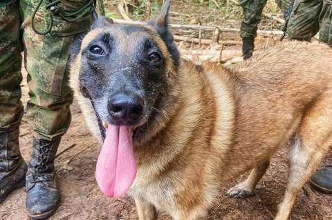 Vacan y Walter: así son los hermanos de Wilson, el perro que se perdió en la selva