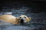 Contaminantes químicos, otra amenaza para los osos polares