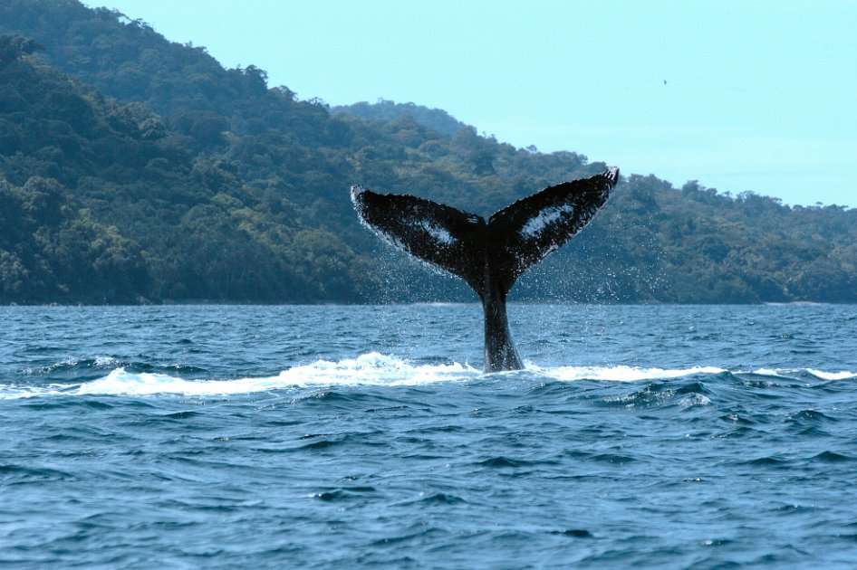 Gorgona hace parte de la Lista Verde de Áreas Protegidas de la Unión Internacional para la Conservación de la Naturaleza (UICN). / AFP