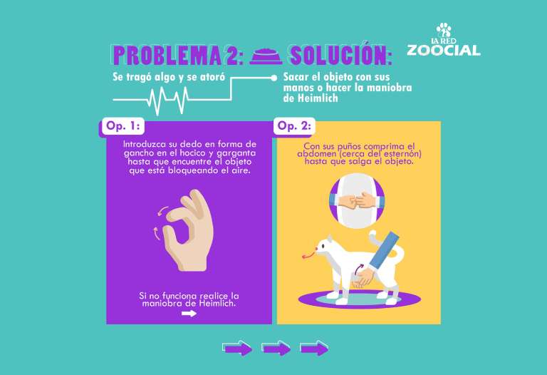 Primeros auxilios para animales