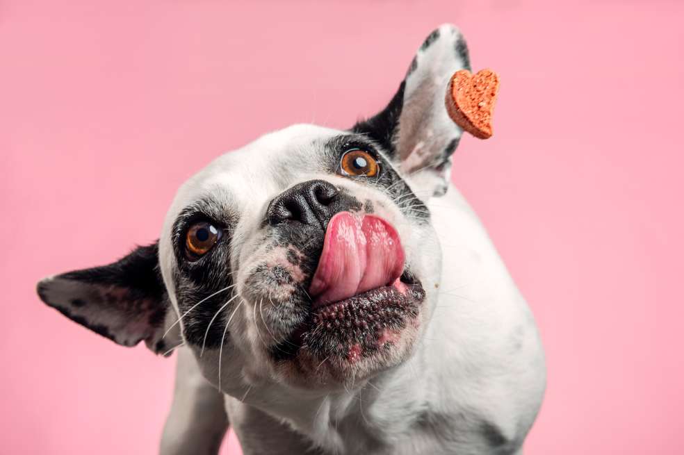 Los sabores que odia y ama tu perro que debes saber para hacerlo feliz.