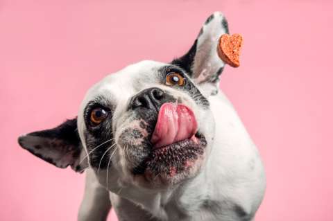 Perros y gatos: Aplicaciones para buscar servicios para tus mascotas