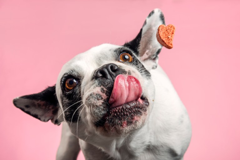 Los sabores que odia y ama tu perro que debes saber para hacerlo feliz
