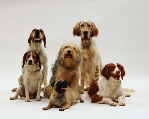 Día mundial del perro: origen y planes que puede hacer con su mascota
