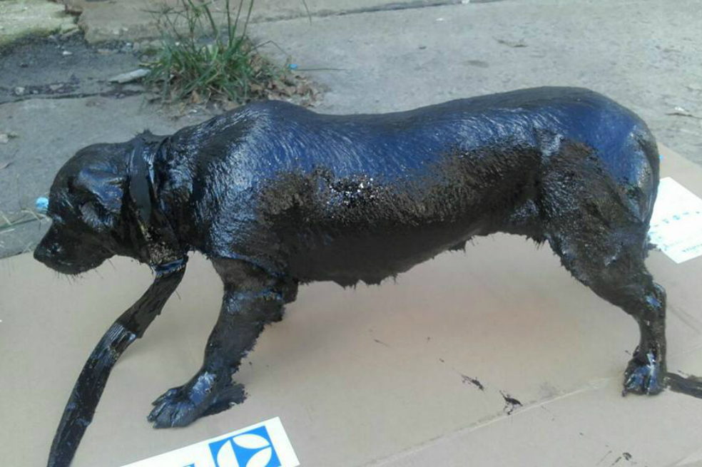 Así encontraron a "Petróleo".  / Tomada del Facebook de Myriam Ortellado, coordinadora de Zoonosis Lanús. 