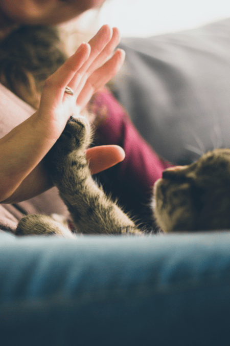 ¿Cómo los gatos muestran su amor? Así dejan ver su preocupación por sus amos