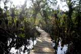 COP16: anuncian $210.000 millones para recuperación de manglares y biodiversidad