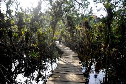 COP16: anuncian $210.000 millones para recuperación de manglares y biodiversidad