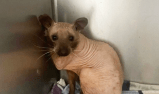 Se llevaron un susto al encontrar un animal extraño y calvo: ¿de qué se trataba?