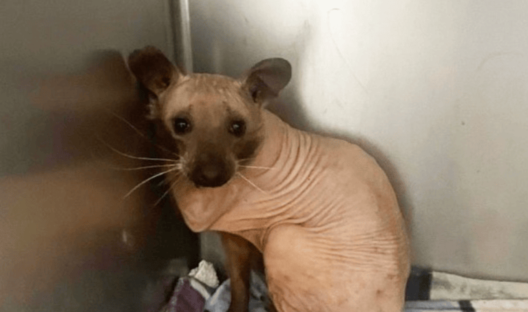 Se llevaron un susto al encontrar un animal extraño y calvo: ¿de qué se trataba?