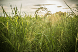 La "agroecología", clave para el futuro de la humanidad según la FAO