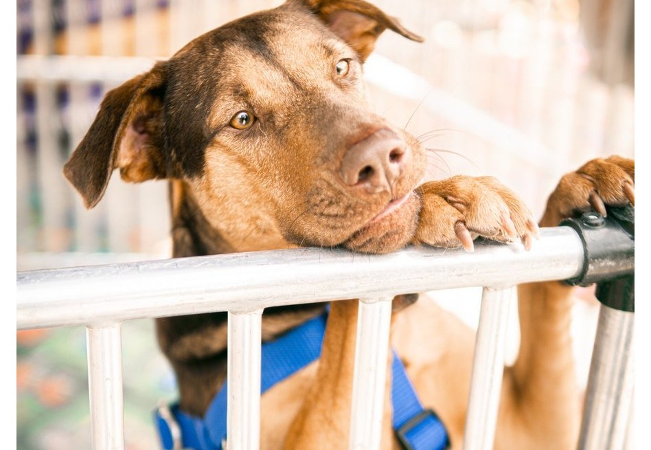 Este fin de semana hay jornada de adopción y esterilización gratuita en Medellín