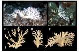 Descubren un nuevo coral en Colombia: está a 240 metros de profundidad
