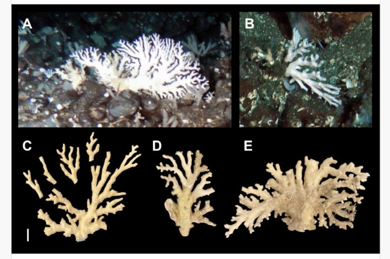 Descubren un nuevo coral en Colombia: está a 240 metros de profundidad