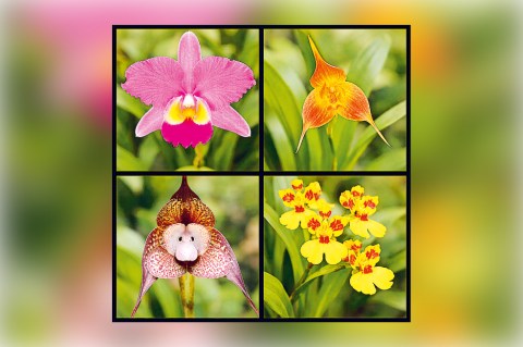 ¿Con qué frecuencia se debe regar las orquídeas? algunos tips que debe tener en cuenta